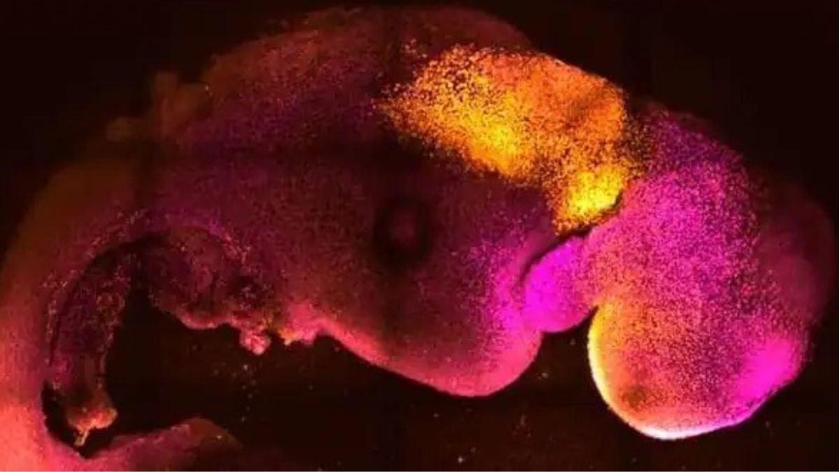 World's First Synthetic Embryo